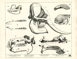 Cráneos y dentadura de diversos mamíferos