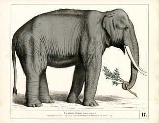 El elefante asiático
