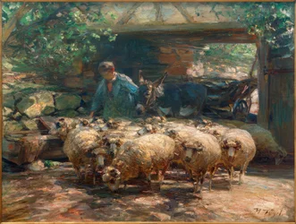 Salida del rebaño de ovejas