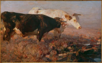 Vacas en el páramo