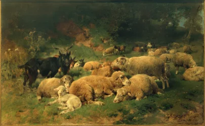 Ovejas descansando al borde del bosque
