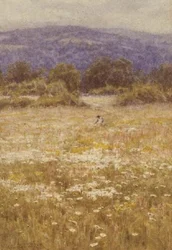 Flores de Verano
