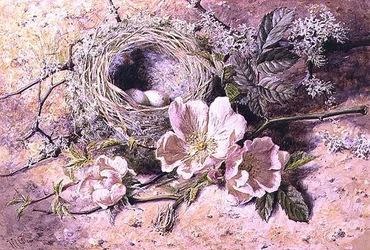 Floración y nido de pájaros