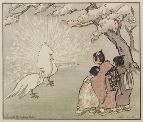 Pavo blanco, 1914
