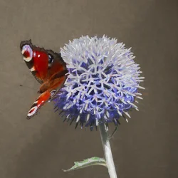 Pavo real sobre cardo azul, 2018