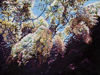 Glicinia blanca, 2012