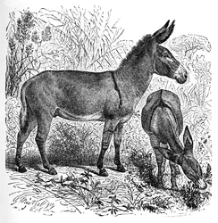 Asno salvaje africano, c1900