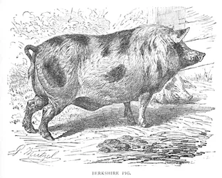 Cerdo de Berkshire, c1900