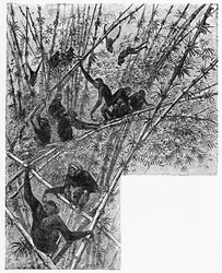 Hoolocks en una jungla de bambú, c1900