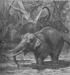 Elefantes indios bañándose, c1900