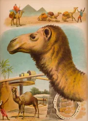 El Camello, c1900