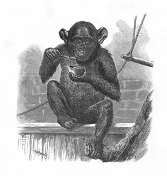 El chimpancé Sally