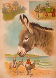 El Burro, c1900