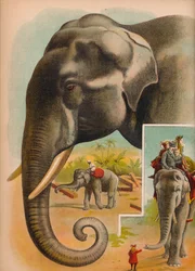 El elefante, c1900