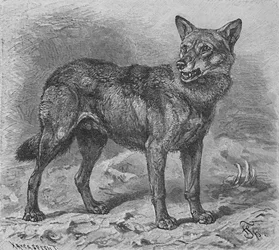 El lobo, c1900