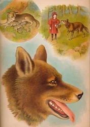 El lobo, c. 1900