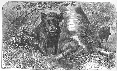 Jabalíes en el bosque, c1900