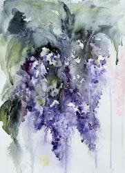 Glicinia de color morado suave