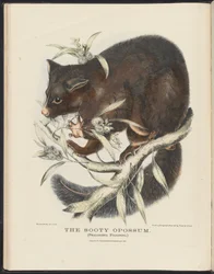 Mamíferos de Australia (Krefft) Nla.obj-33627803-10 El zarigüeya ahumada