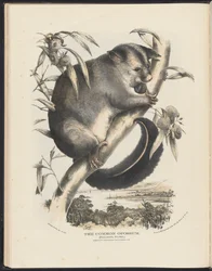 Mamíferos de Australia (Krefft) Nla.obj-33627803-9 El zarigüeya común