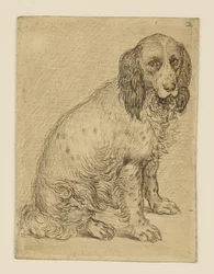 Perro de caza de perdices de Drenthe sentado
