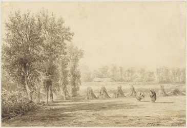 Wheatfield