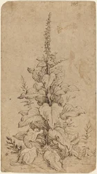Dedalera en Flor