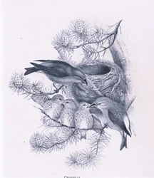 Piquituertos, Naturaleza en Gran Bretaña publicada por Collins, 1946