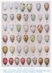 Huevos de la familia de los córvidos, ilustración de «British Birds» de Kirkman y Jourdain, 1966