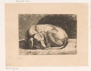 Perro dormido