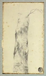 Boceto de Tronco de Árbol
