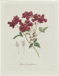Gallos chinos (Rosa chinensis Jacq.) Rosa semperflorens (título sobre objeto)