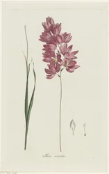 Ixia patens Aiton Ixia aristata (título sobre objeto)