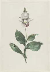 Zapatilla de dama orquídea (Cypripedium reginae Walter)