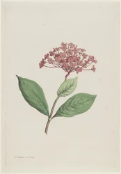 Cereza pavo real (Ixora coccinea)