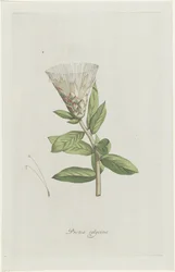 protea Protea calycina (título sobre el objeto)
