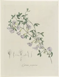 Un besugo morado Cytisus púrpura (título sobre el objeto)