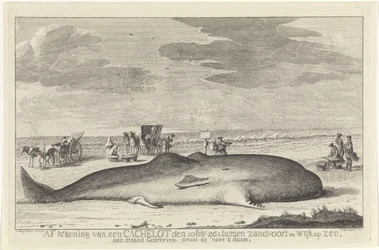 Cachalote lavado Cierre de un lote de caché el 20 de febrero de 1762 entre Zandvoort y Wyk op Zee, conducido en una playa, grande 61 pies 6 duum. (título en el objeto)