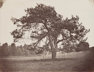 Hamilton Palace Park (Pino Parasol), c. 1858 (foto)