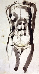 Torso Femenino