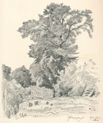 Estudio de árboles, c1839-1898, 1898