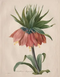 Corona imperial fritilaria, 1827