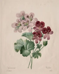 Geranio, 1827