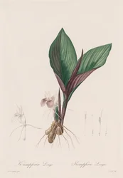 Las Liliáceas: Kaempferia longa, 1802-1816