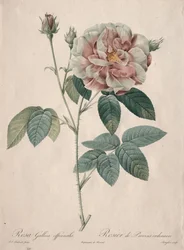 Las rosas: Rosa Gallica, 1817-1824