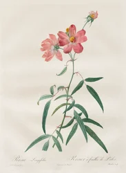 Las Rosas: Rosa Longifolia, 1817-1824