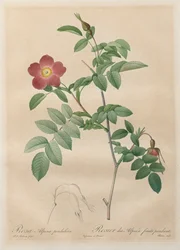 Las rosas: Rosa alpina pendulina, 1817-1824