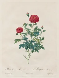 Rosa Pompon, 1817-1824