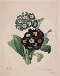 Primula auricula, 1827