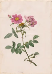 Rosa Collina Monsoniana, 1817-1824